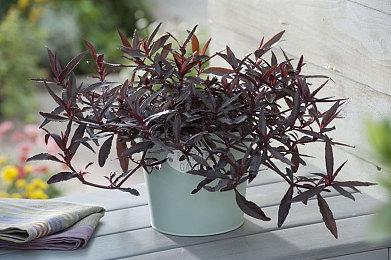 王思聪家服务器升级：两颗AMD Zen4顶级处理器16万